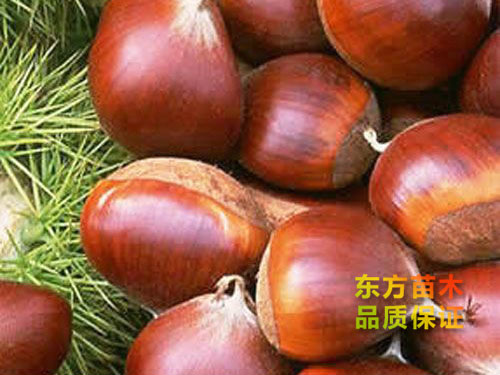泰山薄殼板栗