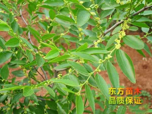 棗樹(shù)苗