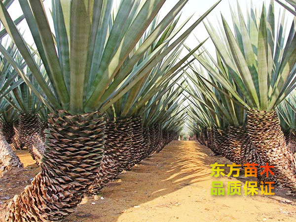 劍麻
