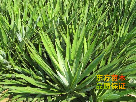 劍麻