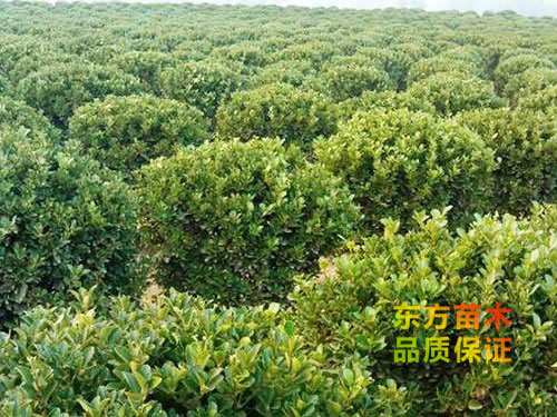 黃楊球