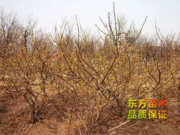 臘梅