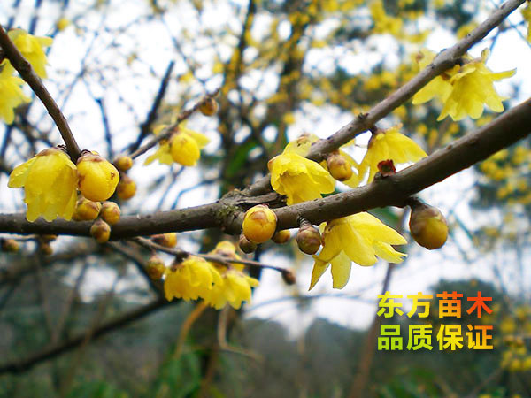 臘梅