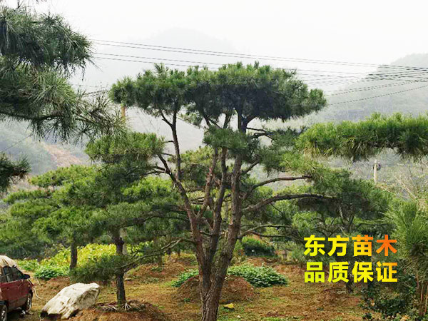 景觀松
