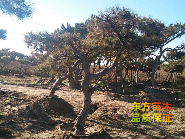 景觀松