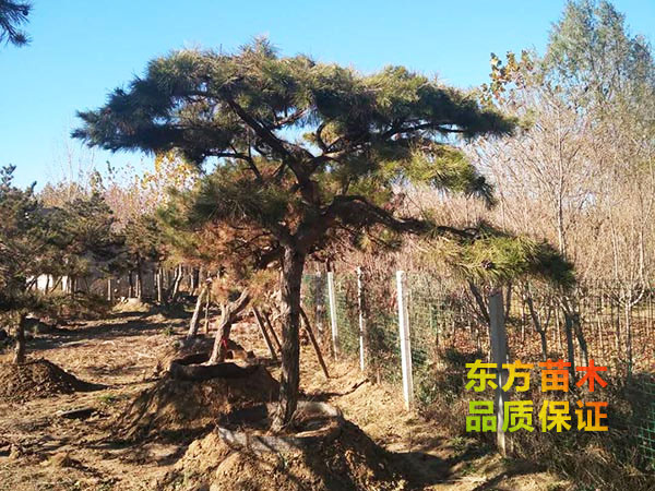 景觀松