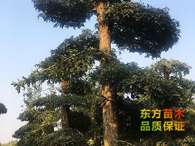 對節(jié)白蠟