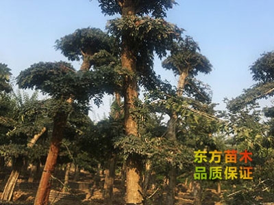 對節(jié)白蠟