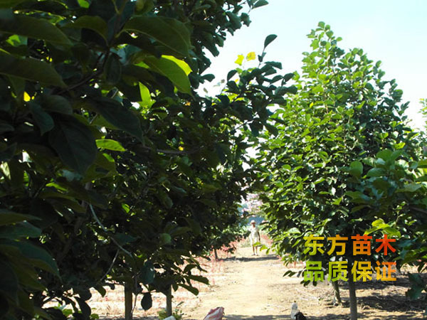玉蘭樹(shù)