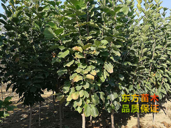 玉蘭樹(shù)