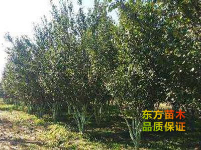 叢生海棠