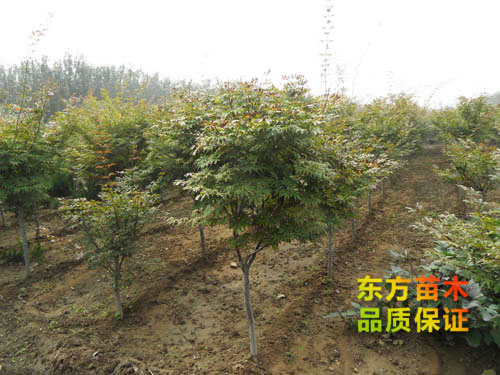 紅楓