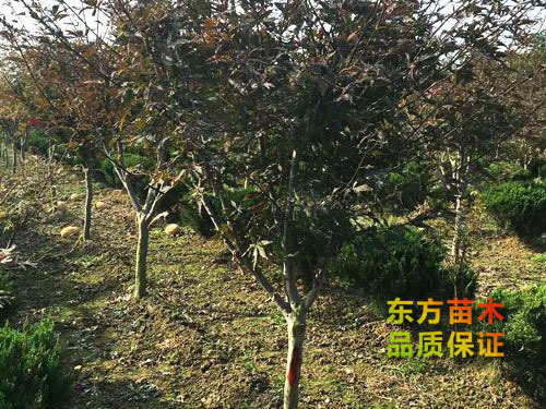 紅楓