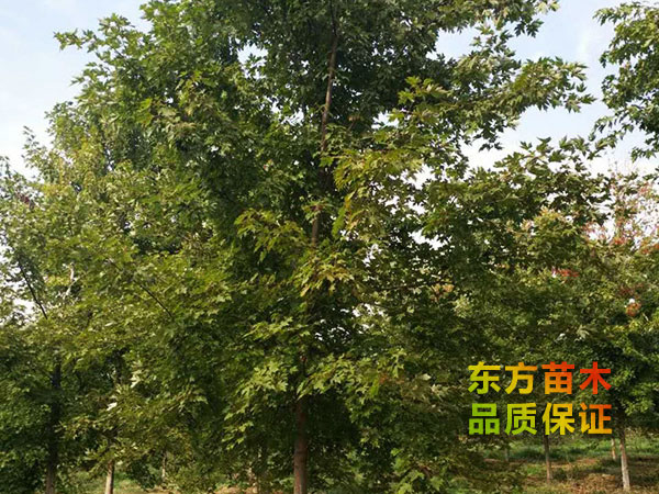 美國紅楓