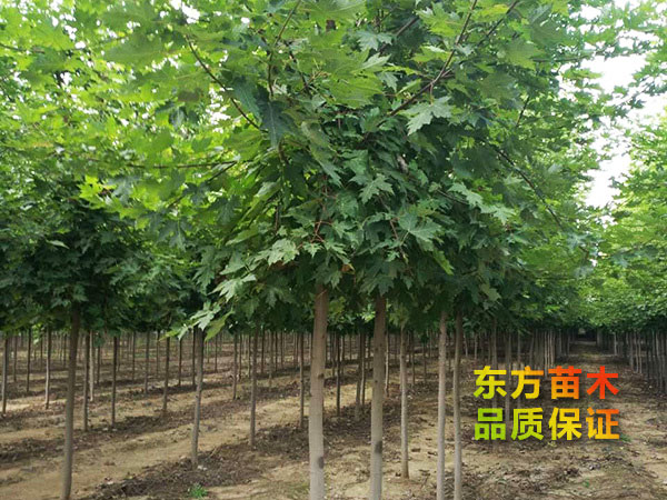 美國紅楓