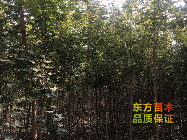五角楓