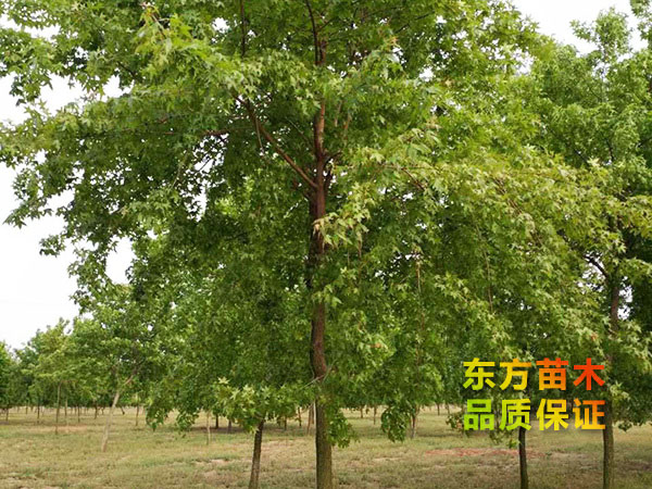 五角楓