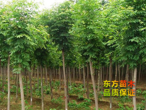 欒樹