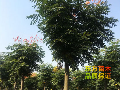 欒樹