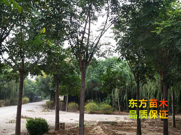 欒樹