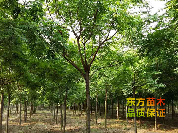 欒樹(shù)
