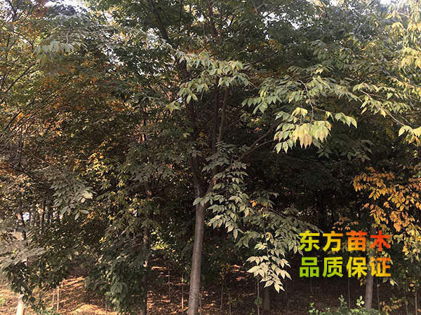 櫸樹