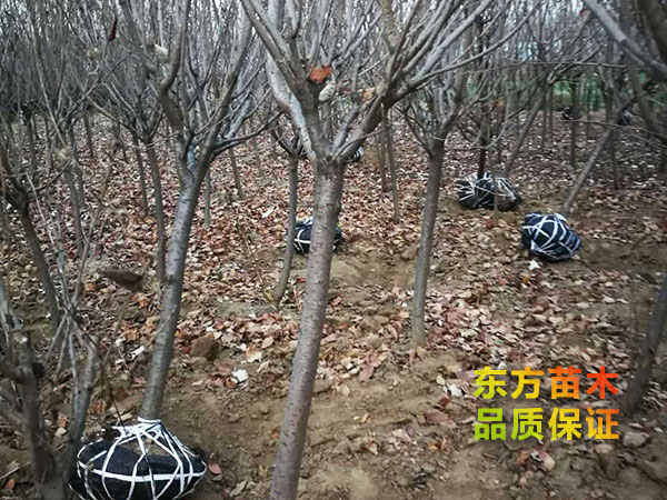 櫻花