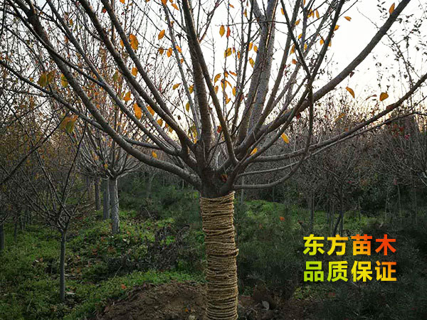 櫻花