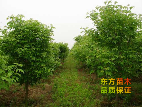 泰安綠化苗批發(fā)