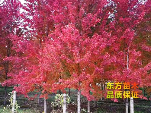 美國(guó)紅楓