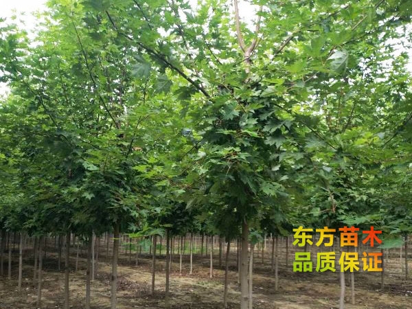 美國(guó)紅楓
