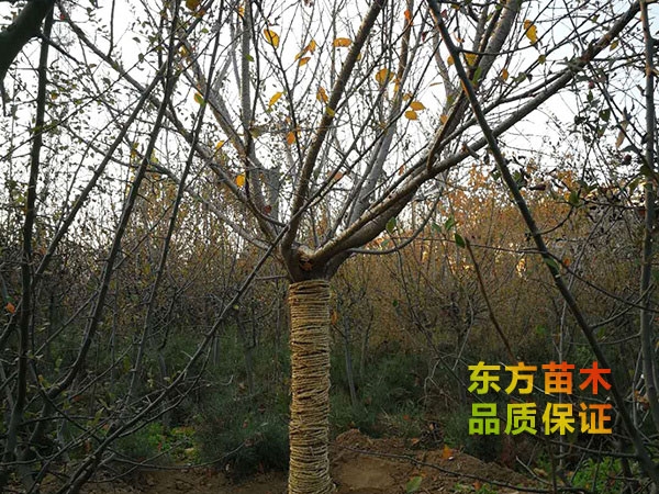 櫻花