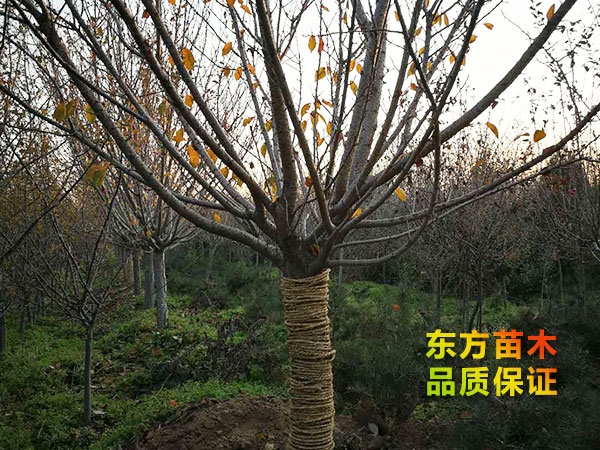 櫻花